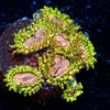 Purple Monsters Zoanthid - riptide aquaculture llc