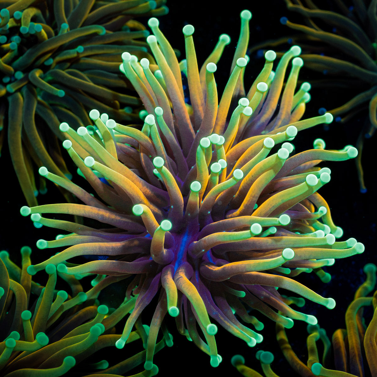 Inferno Torch Euphyllia Torch Coral with flowing tentacles in reef aquarium