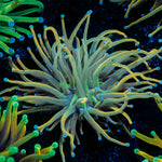 Dragon tamer Torch Euphyllia Coral with flowing tentacles in reef aquarium