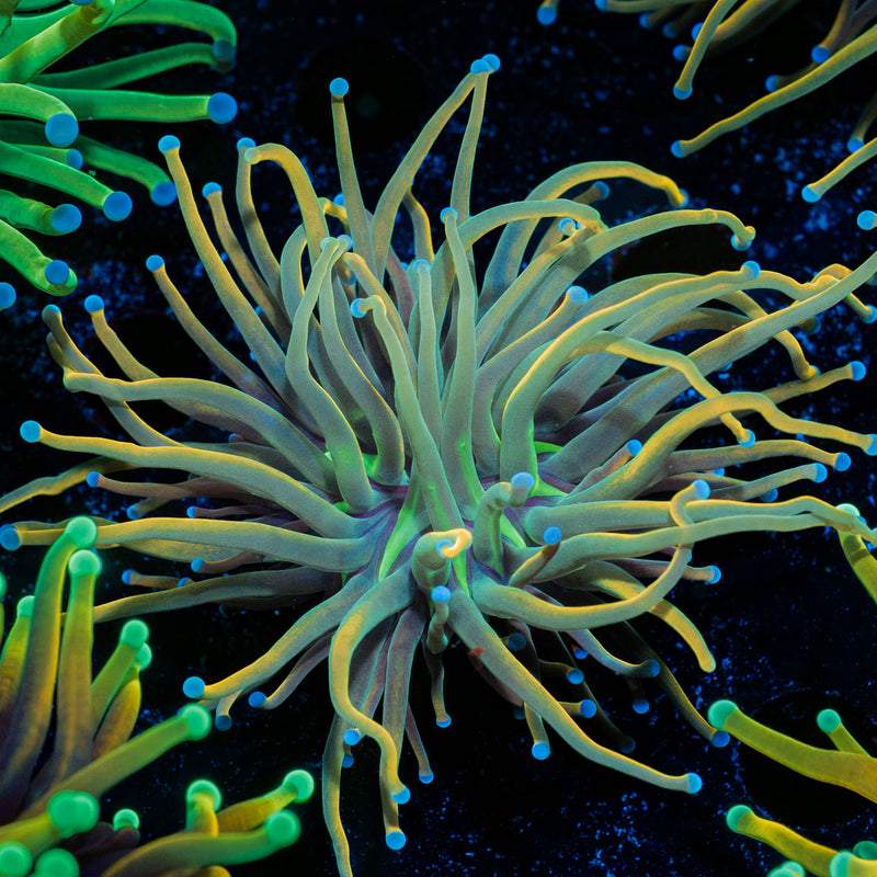 Dragon tamer Torch Euphyllia Coral with flowing tentacles in reef aquarium