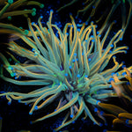 Dragon tamer Torch Euphyllia Coral with flowing tentacles in reef aquarium