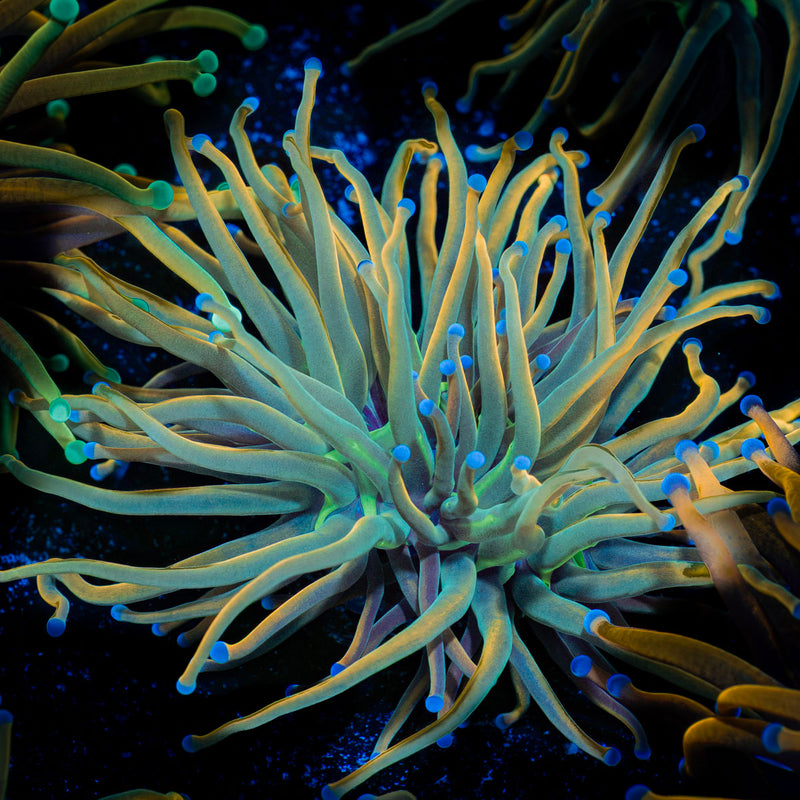Dragon tamer Torch Euphyllia Coral with flowing tentacles in reef aquarium