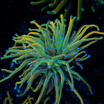 Dragon tamer Torch Euphyllia Coral with flowing tentacles in reef aquarium
