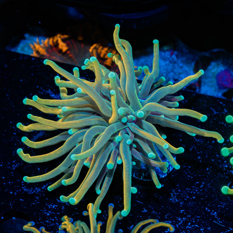 Dragon tamer Torch Euphyllia Coral with flowing tentacles in reef aquarium
