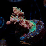 Buzz lightyear Acropora Coral with branching growth in reef aquarium
