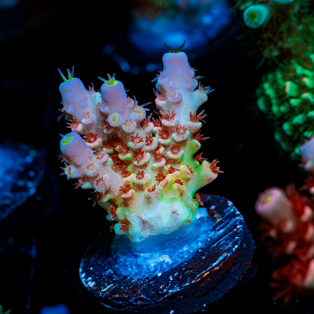 Chevron Acropora Coral with branching growth in reef aquarium