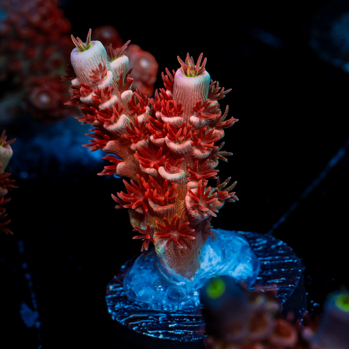 Cherry Bomb Tenuis Acropora Coral with branching growth in reef aquarium