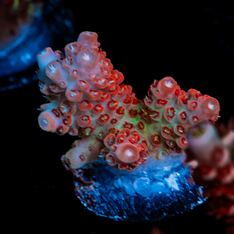 Princess Peach Acropora Coral with branching growth in reef aquarium