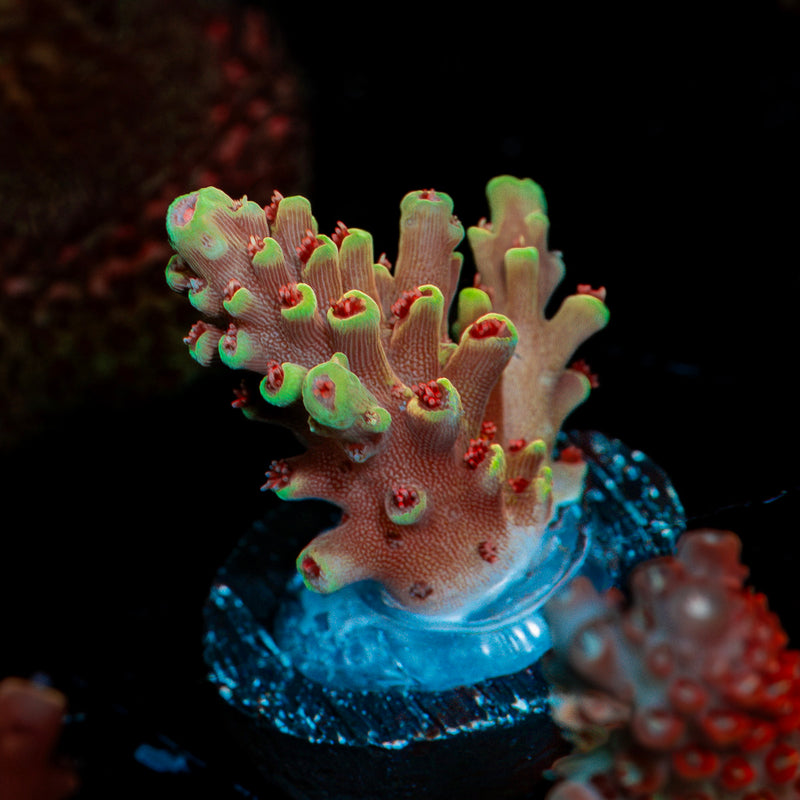 Rocket Man Acropora Coral with branching growth in reef aquarium