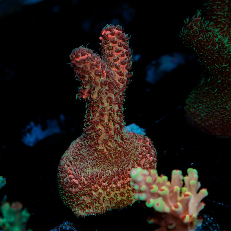 Judge Judy Acropora Coral with branching growth in reef aquarium