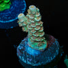 StarScream Acropora 