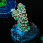 StarScream Acropora 