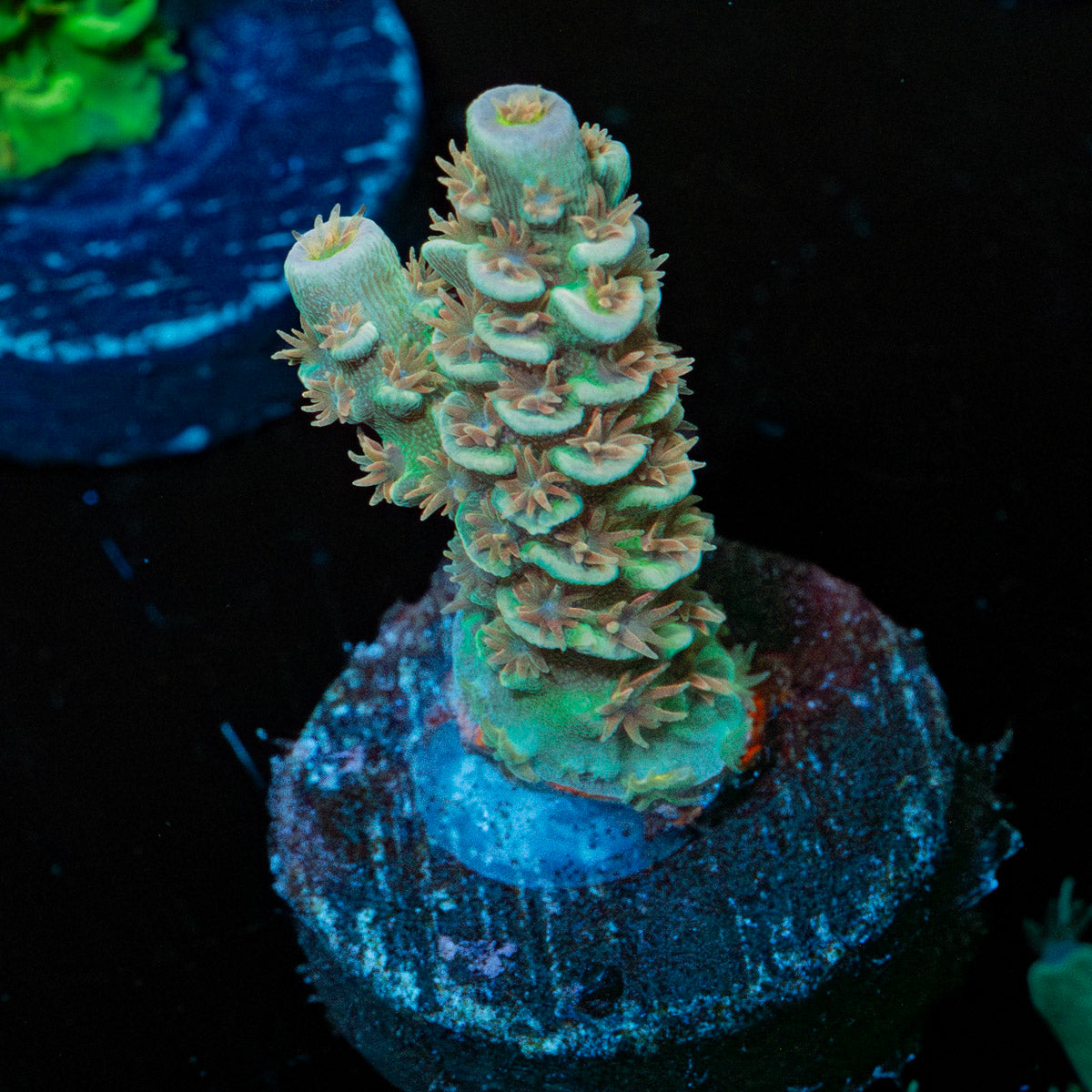 StarScream Acropora 