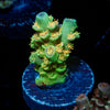 SC Orange Passion Acropora 