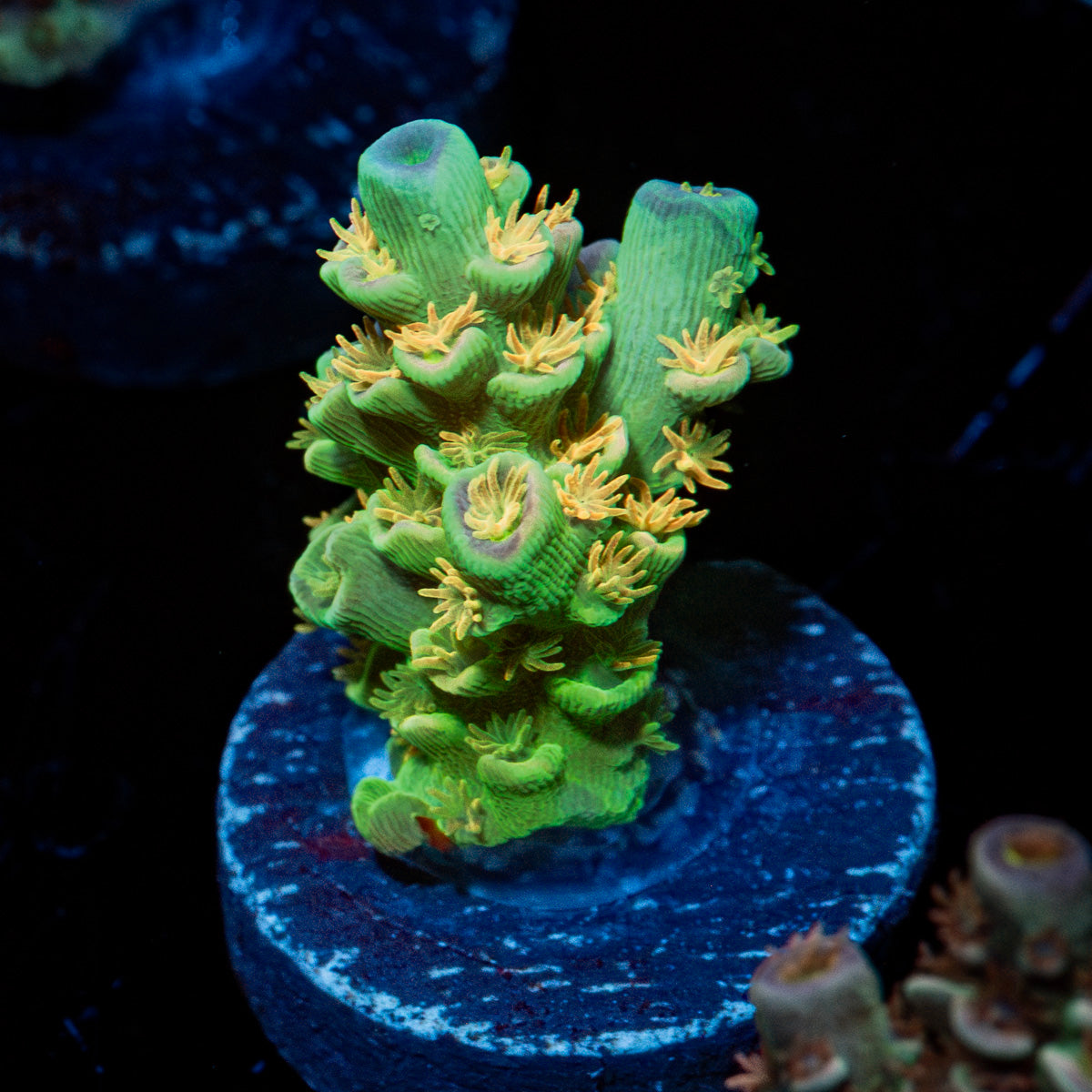 SC Orange Passion Acropora 