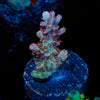 Flash Point Acropora 