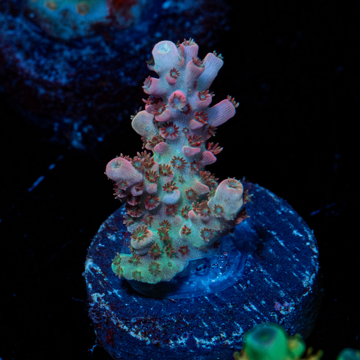 Flash Point Acropora 