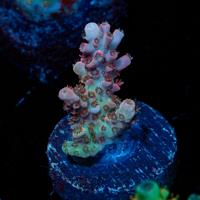 Flash Point Acropora