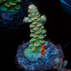 StarScream Acropora 