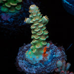 StarScream Acropora 