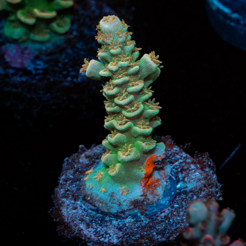 StarScream Acropora