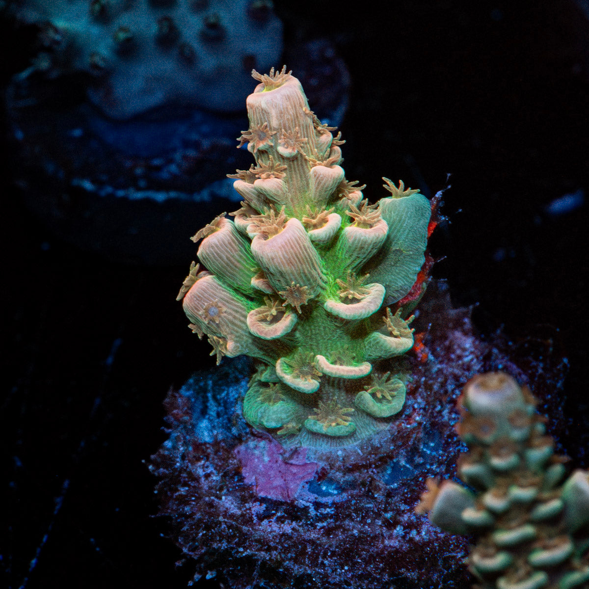 Chevron Acropora 