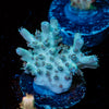 Yoda Acropora 