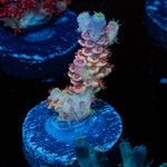 Tear Jerker Acropora 