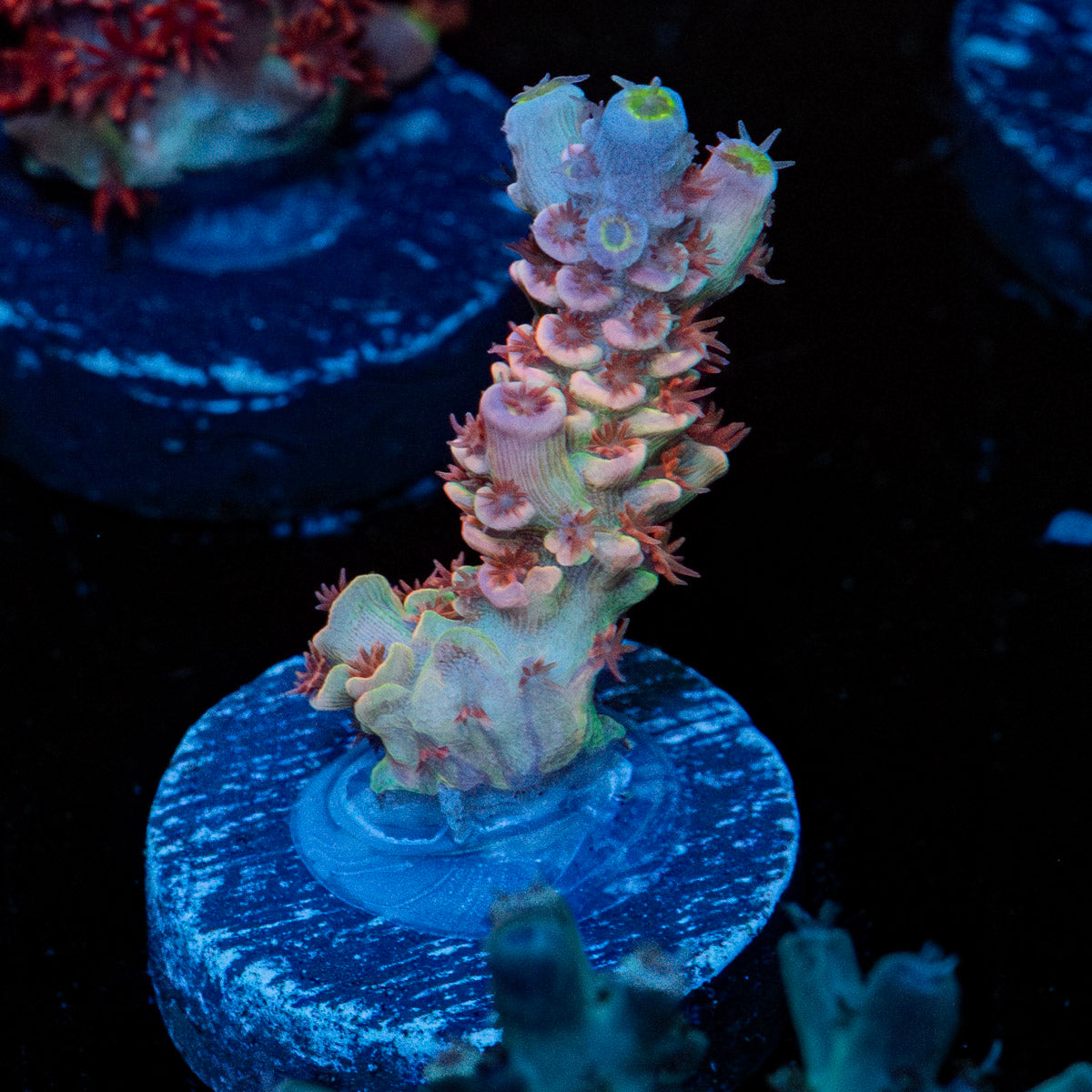 Tear Jerker Acropora 