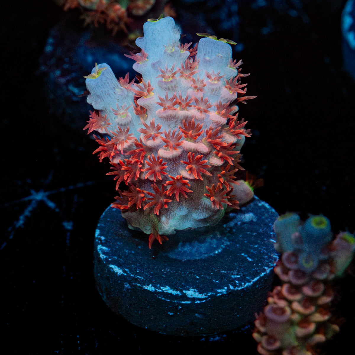 Cherry Bomb Acropora 