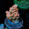 Globe Master Tenuis Acropora