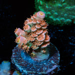 Globe Master Tenuis Acropora