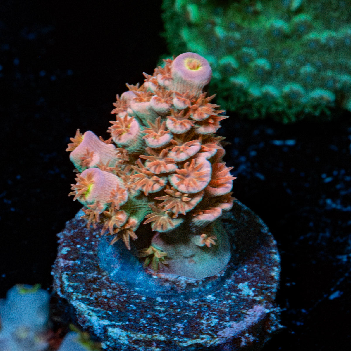 Globe Master Tenuis Acropora