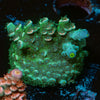 Pink Flamingo Acropora 