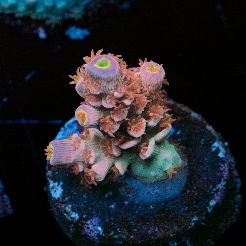Globe Master Tenuis Acropora