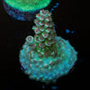 Pink Flamingo Acropora 
