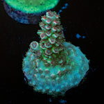 Pink Flamingo Acropora 