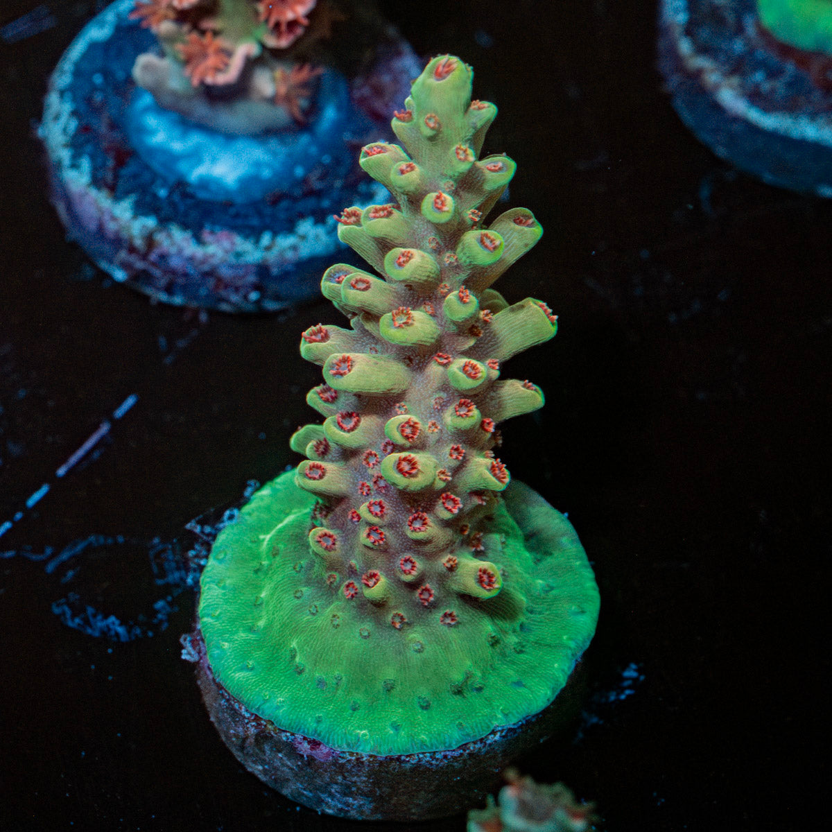 Rocket Man Acropora 