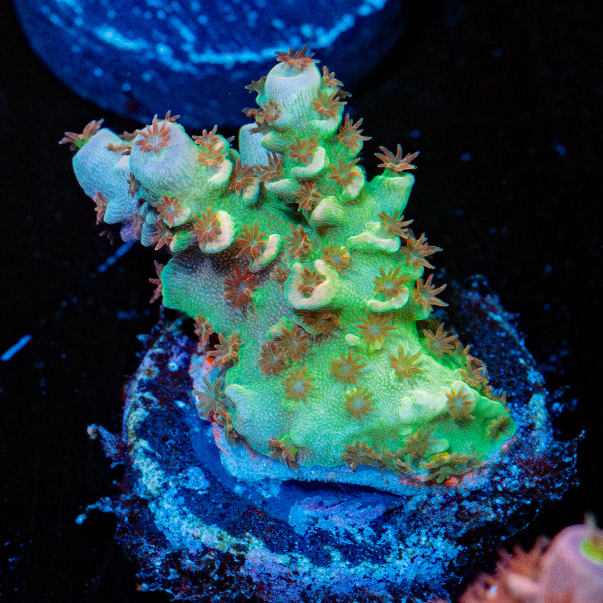 Chevron Tenuis Acropora 