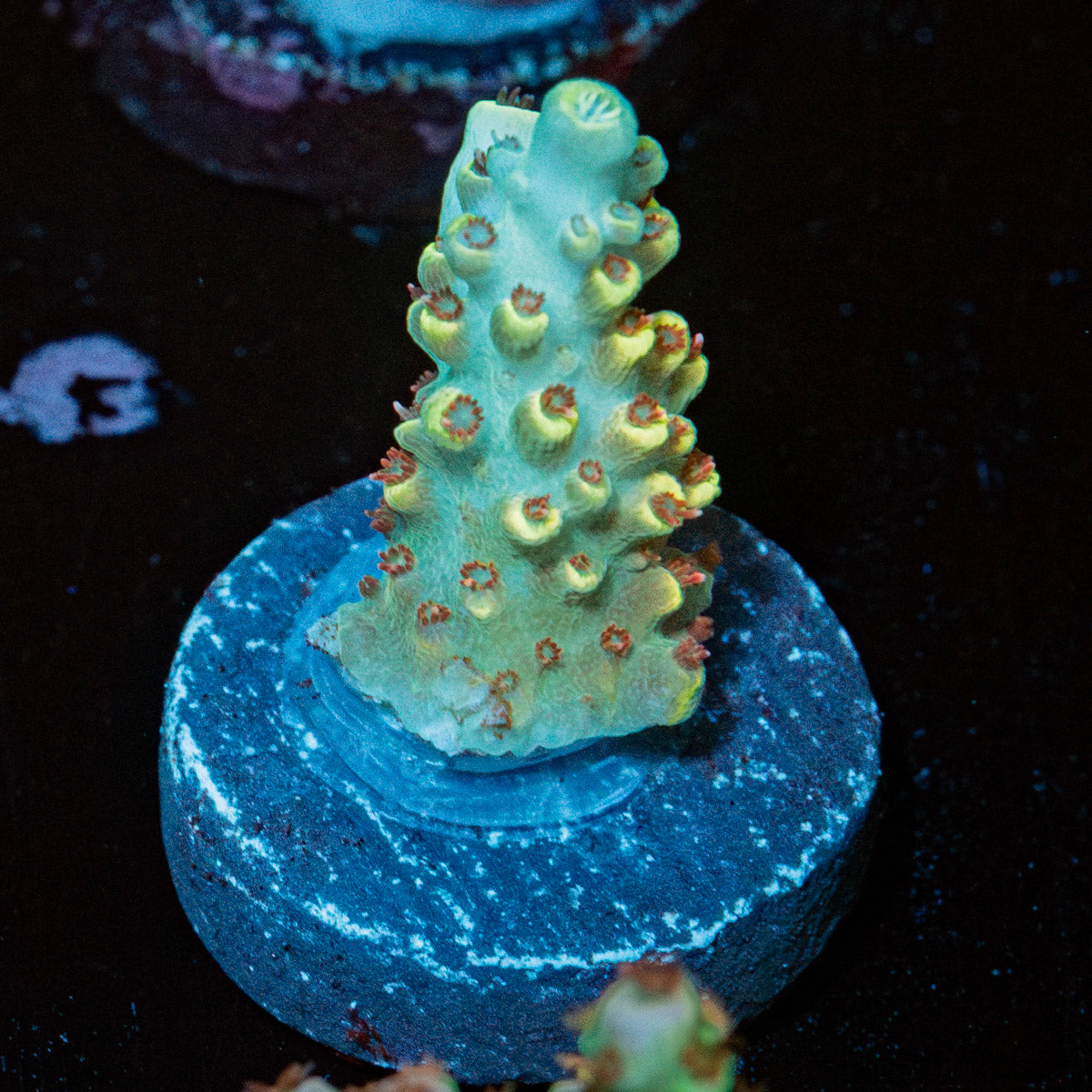 Pink Floyd Acropora 
