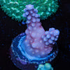 ARC FireWork Acropora 