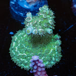 Pink Floyd Acropora 