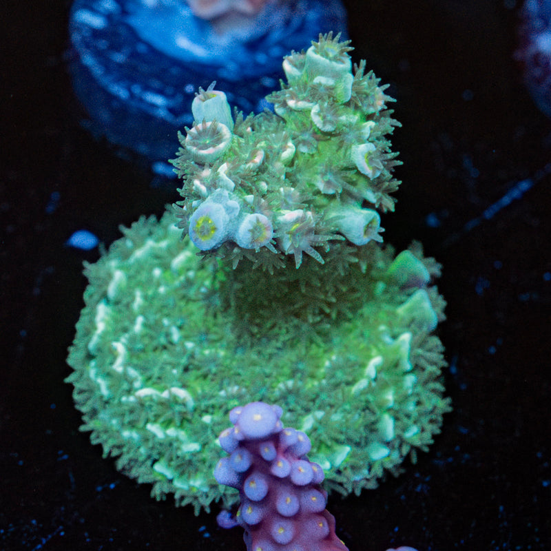 Pink Flamingo Acropora