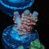 Tear Jerker Acropora 