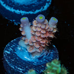 Tear Jerker Acropora 