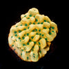 Beach Bum Montipora 