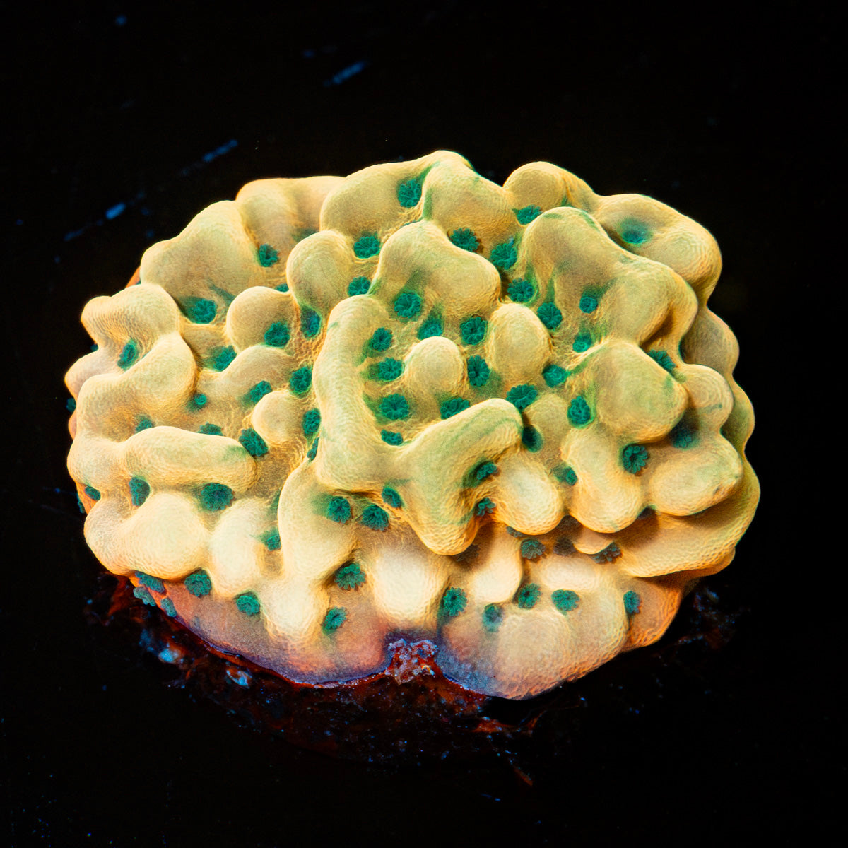 Beach Bum Montipora 