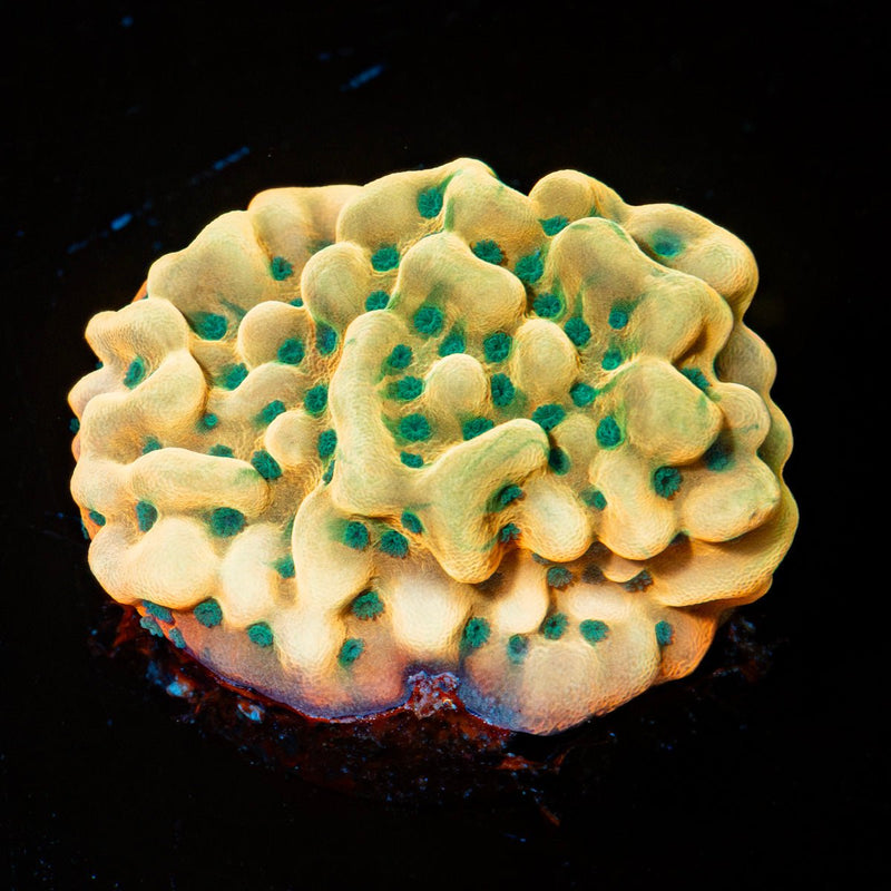 Beach Bum Montipora