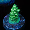 Toxic Acropora 