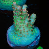 Night Furry Acropora 